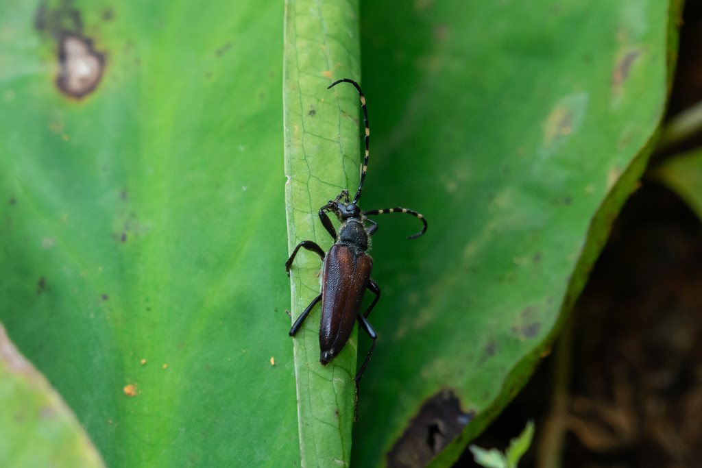 Lepturini from Moashoro, Ashoro, Ashoro District, Hokkaido 089-3964 ...