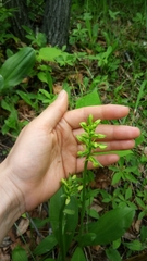 Platanthera bifolia
