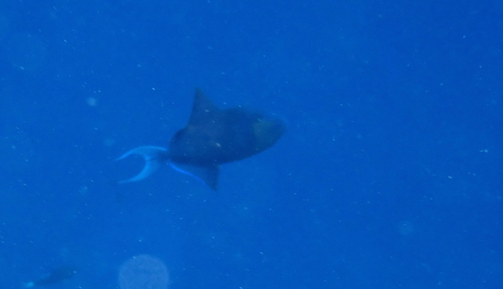 Redtooth Triggerfish