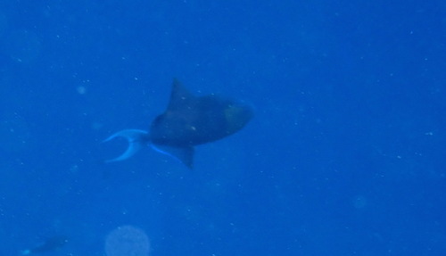 Redtooth Triggerfish