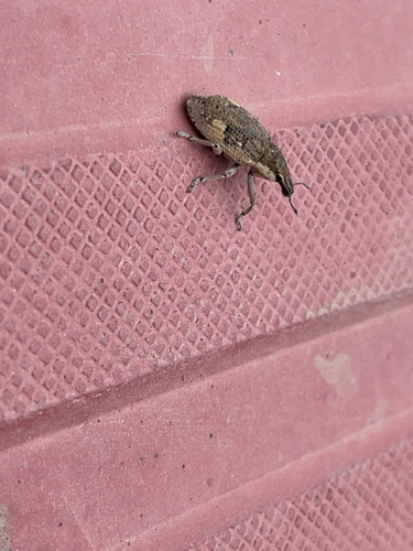 Cosmogaster lateralis