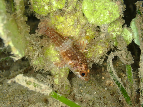Fowleria vaiulae observed 2024-09-02