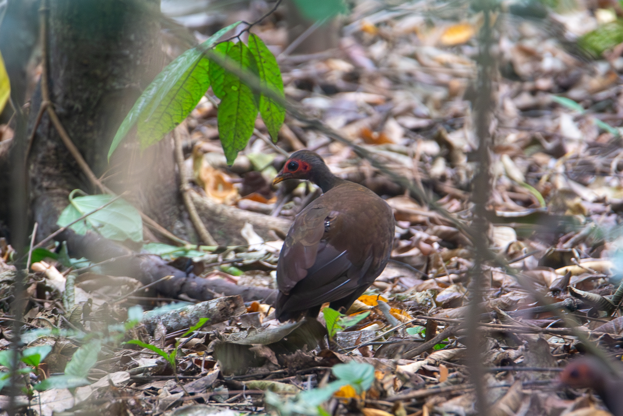 Philippine Megapode illustration