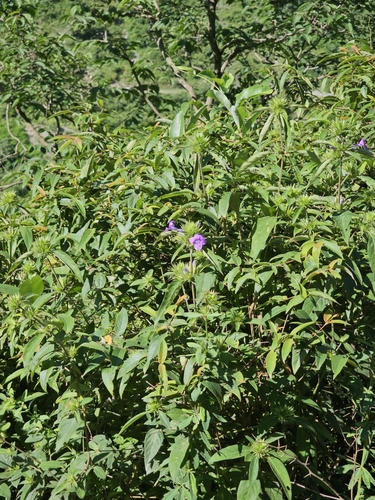 Image of Barleria cristata by (c) Gannu03, some rights reserved (CC BY-SA)