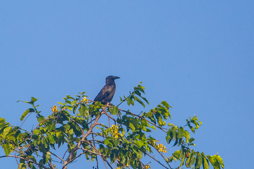 Sulawesi Crow (Corvus celebensis), photo 6