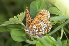 Melitaea celadussa
