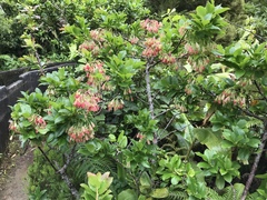 Vaccinium cylindraceum