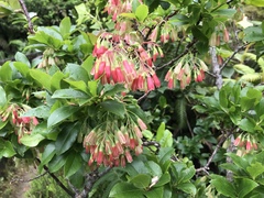 Vaccinium cylindraceum