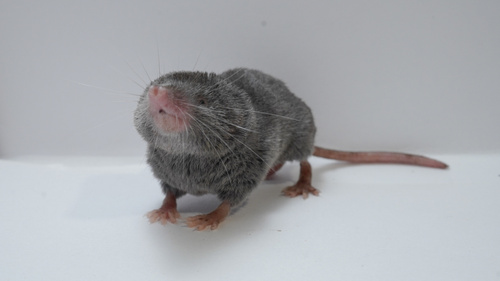 Yucatán Small-eared Shrew