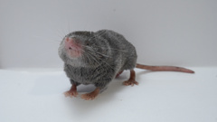 Yucatan Small-Eared Shrew photo 3