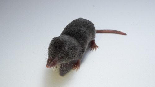 Yucatán Small-eared Shrew