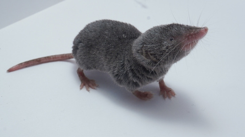 Yucatán Small-eared Shrew
