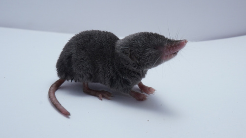 Yucatán Small-eared Shrew