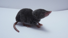Yucatan Small-Eared Shrew photo 5