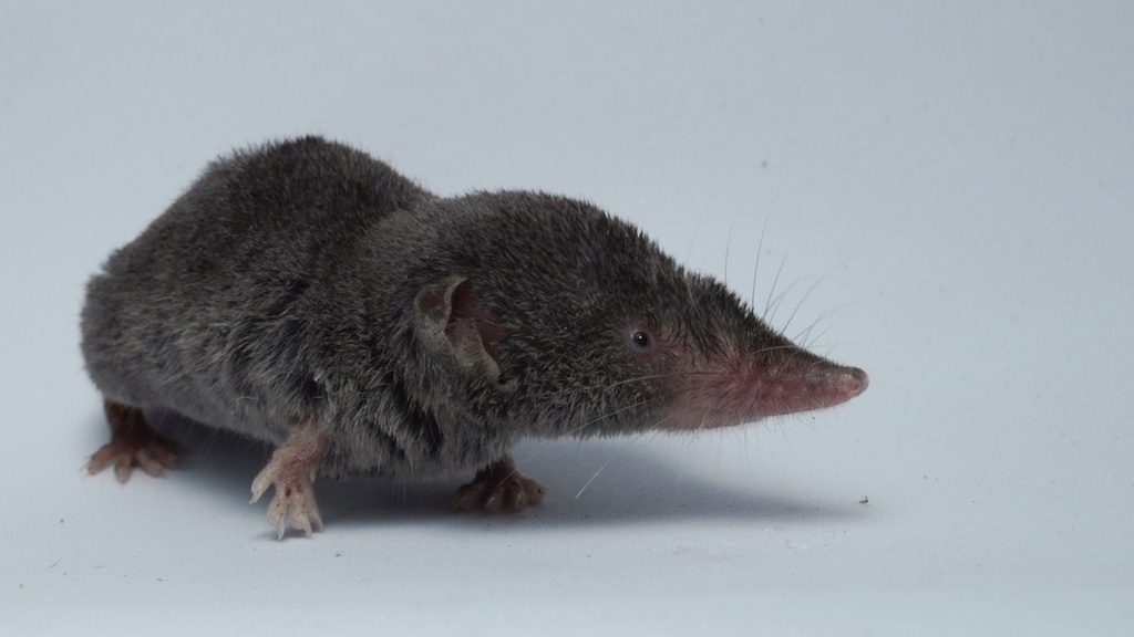 Yucatan Small-Eared Shrew