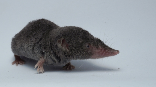 Cryptotis mayensis (Merriam, 1901)