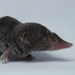 Yucatán Small-eared Shrew - Photo (c) Daniel Durán Arceo, some rights reserved (CC BY-NC), uploaded by Daniel Durán Arceo