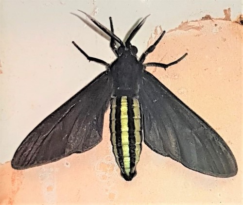 Calonotos helymus