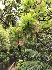 Vaccinium cylindraceum