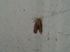 Scrobipalpa ocellatella