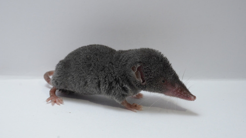 Yucatán Small-eared Shrew