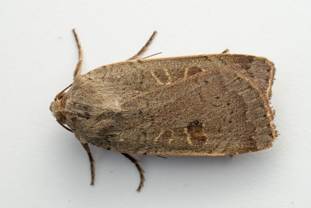 Lesser Yellow Lesser Yellow Underwing from Бетани, Запад Юнион, Орегон, США on ...