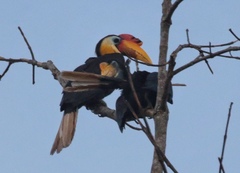 Rhabdotorrhinus corrugatus