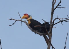 Rhabdotorrhinus corrugatus
