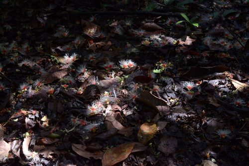 Planchonia valida observed 2019-05-18