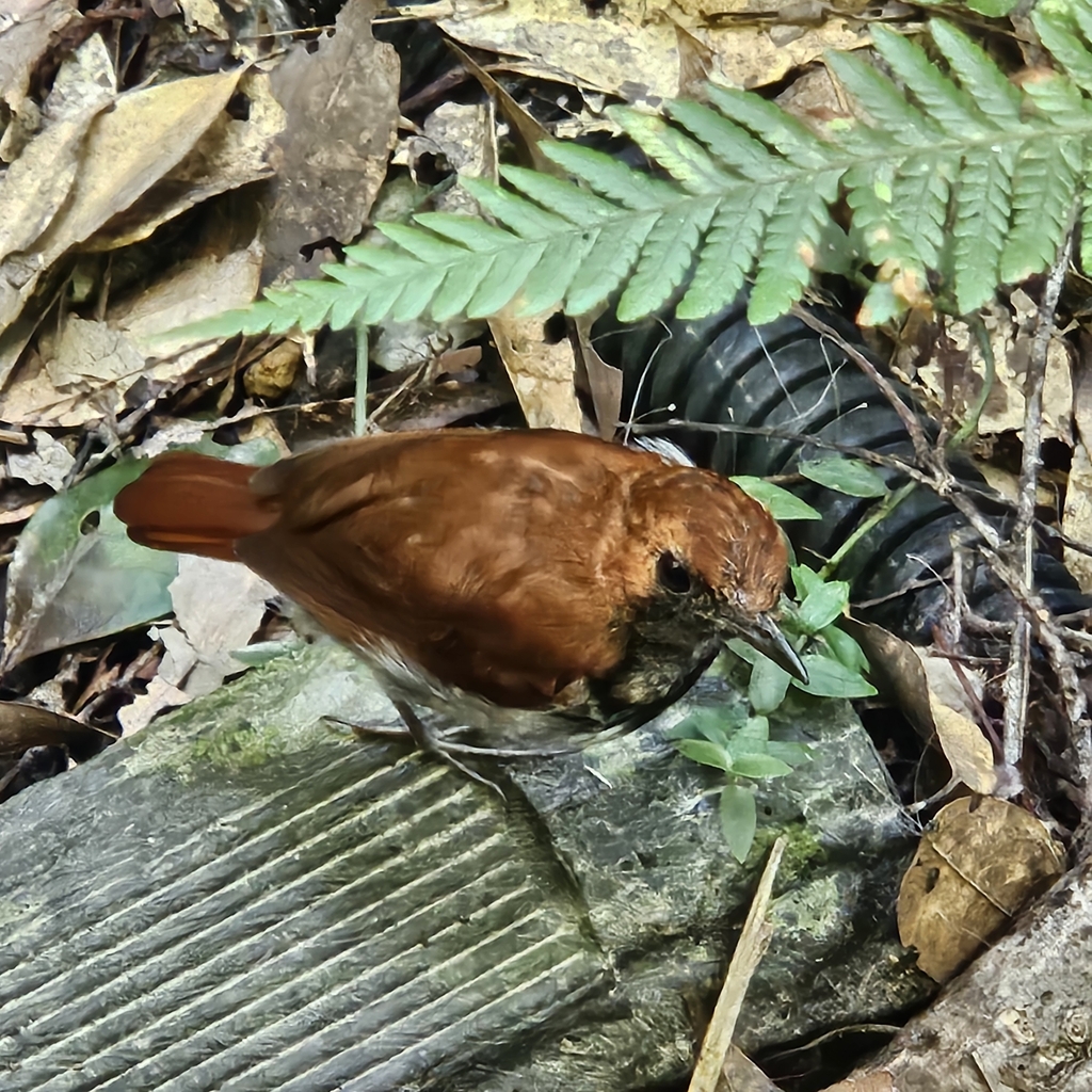 Okinawa Robin in September 2024 by N. Yan · iNaturalist