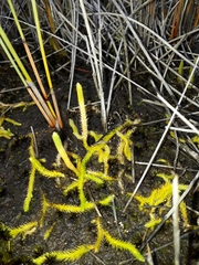 Brownseya serpentina