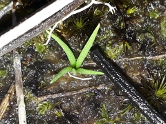 Phylloglossum drummondii