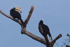 Anthracoceros malayanus