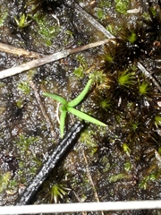 Phylloglossum drummondii
