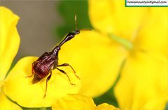 Paracycnotrachelus