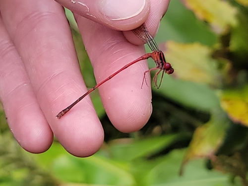 Megalagrion paludicola, 2024-09-02