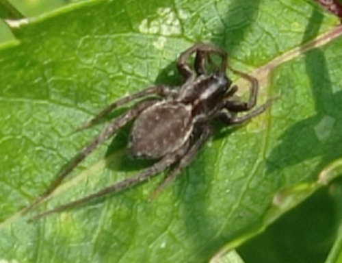 Pardosa pullata