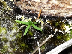 Phylloglossum drummondii