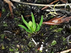 Phylloglossum drummondii