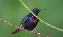Leptocoma calcostetha