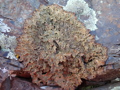 Pseudocyphellaria neglecta