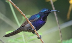 Leptocoma calcostetha