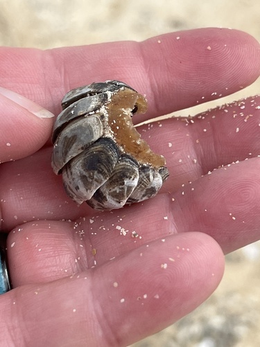 Acanthopleura tenuispinosa
