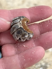 Acanthopleura tenuispinosa