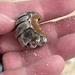 Acanthopleura tenuispinosa
