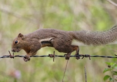 Callosciurus notatus