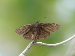Ephyriades brunnea floridensis