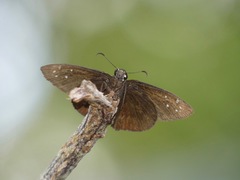Ephyriades brunnea floridensis