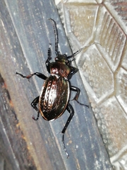 Carabus ulrichii