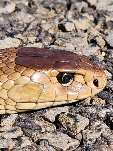 Eastern Brown Snake sighting
